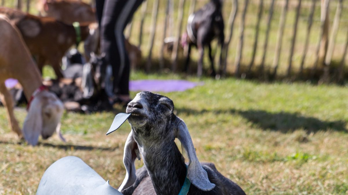 Goat Yoga Comes to Kiwanis Park as Fund Raiser Sunday